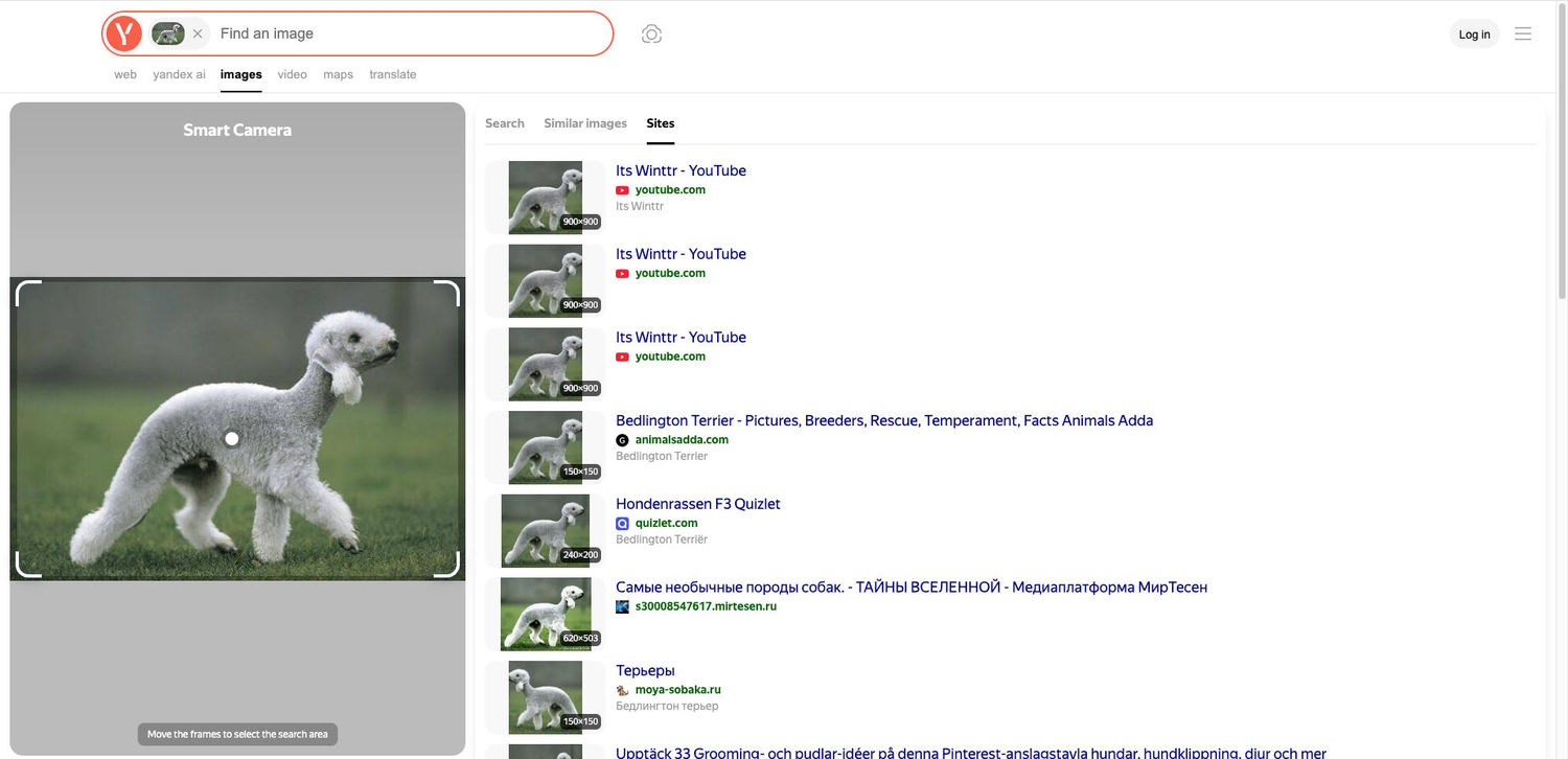 Resultados de búsqueda de imágenes en Yandex para un Bedlington Terrier